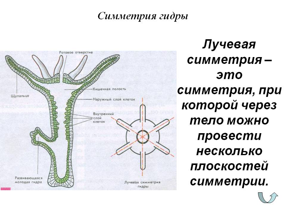 Лучшие наркошопы