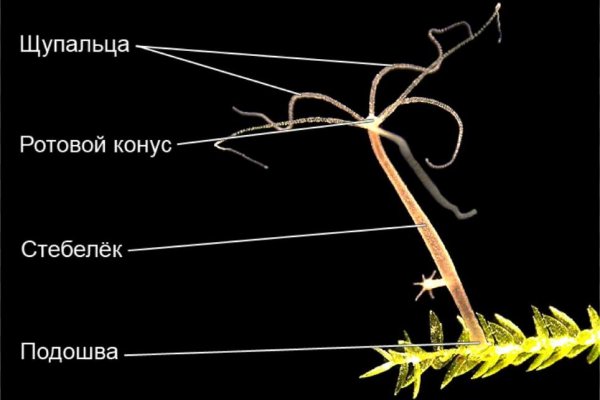 Купить семена бошек